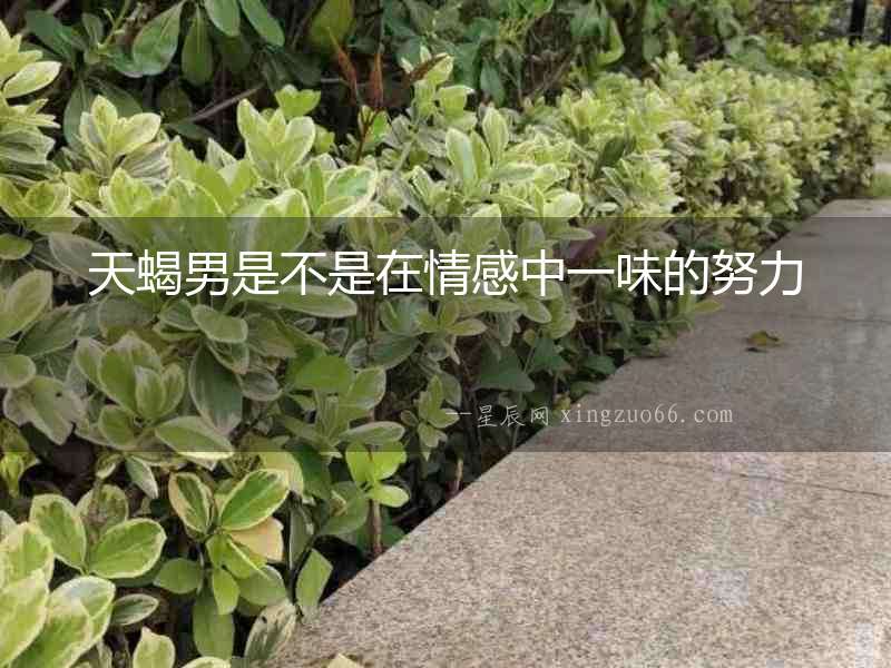 天蝎男是不是在情感中一味的努力