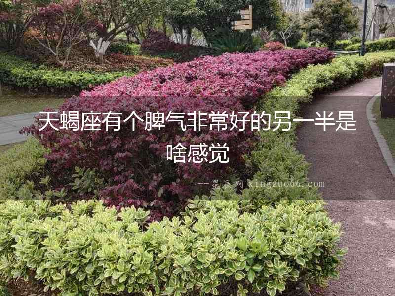 天蝎座有個(gè)脾氣非常好的另一半是啥感覺(jué)