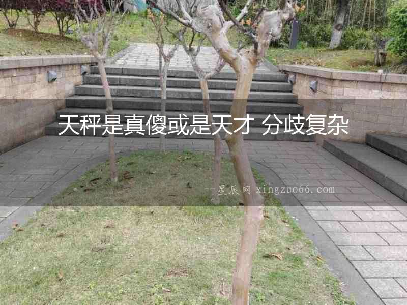 天秤是真傻或是天才 分歧復雜