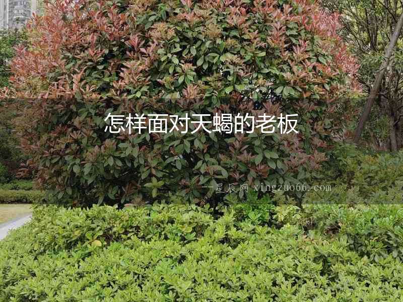 怎樣面對天蝎的老板
