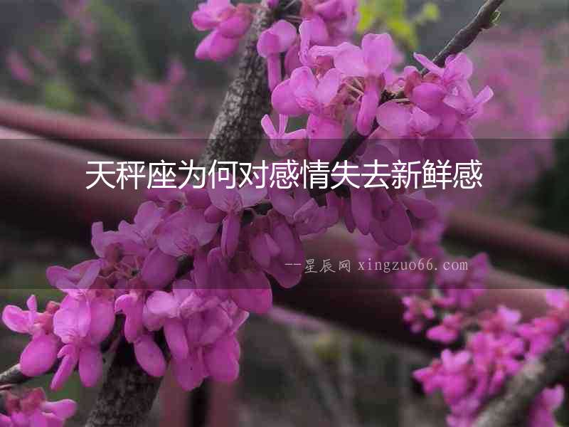 天秤座為何對感情失去新鮮感