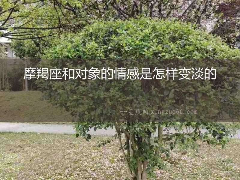 摩羯座和對(duì)象的情感是怎樣變淡的