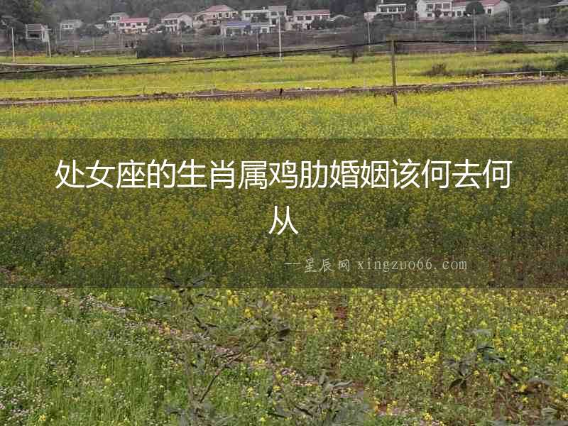 處女座的生肖屬雞肋婚姻該何去何從