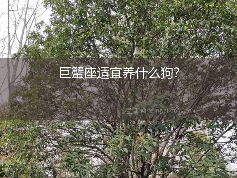 巨蟹座適宜養什么狗？