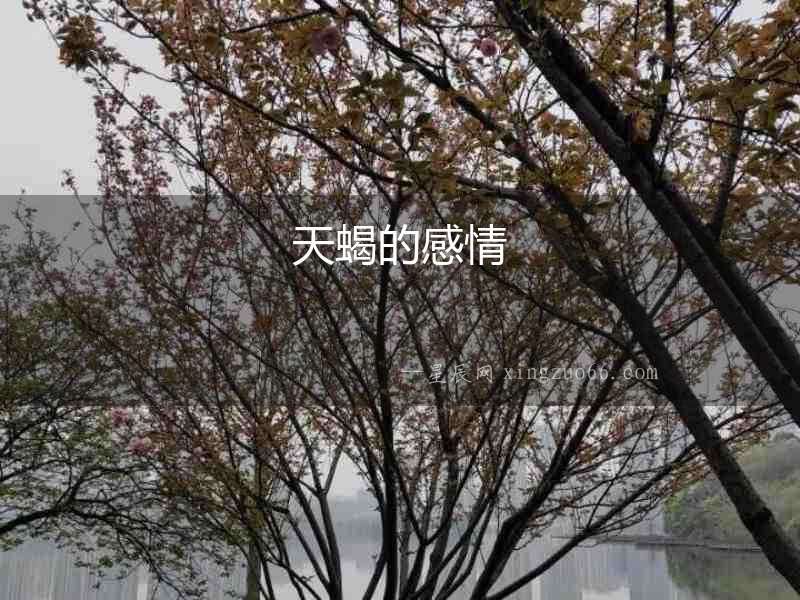 天蝎的感情