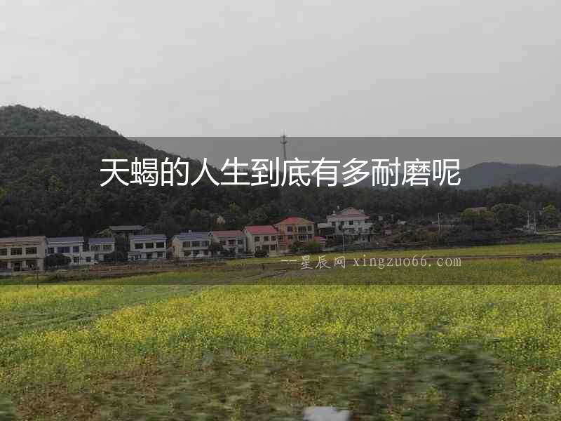 天蝎的人生到底有多耐磨呢