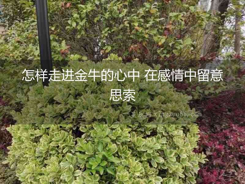怎樣走進(jìn)金牛的心中 在感情中留意思索