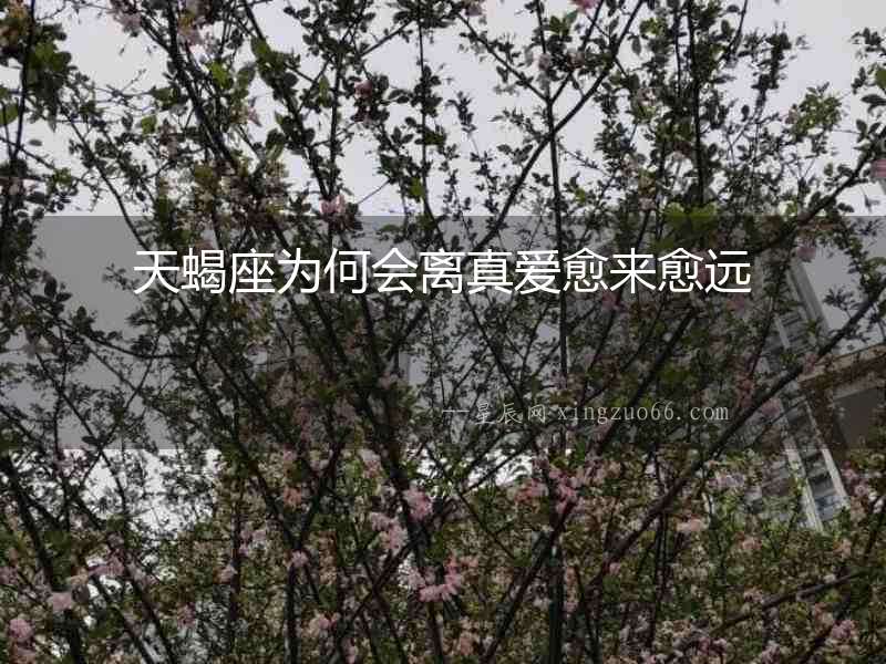 天蝎座為何會離真愛愈來愈遠