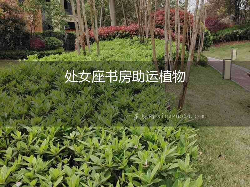 處女座書房助運植物