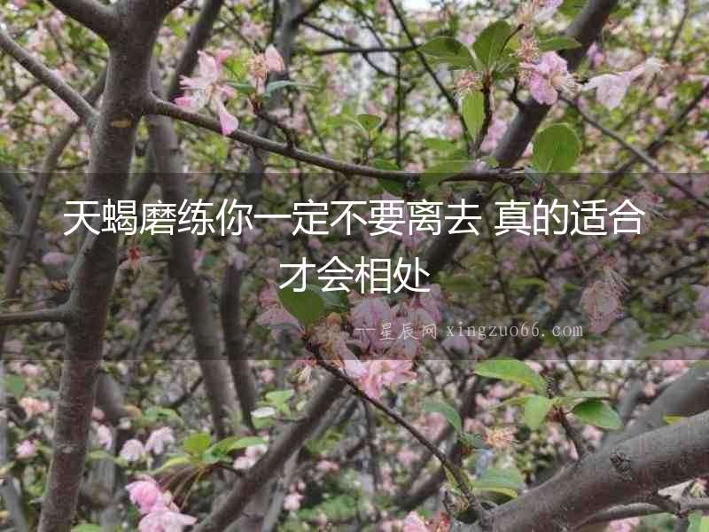 天蝎磨練你一定不要離去 真的適合才會相處