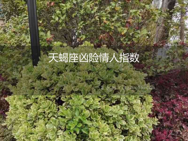 天蝎座兇險情人指數