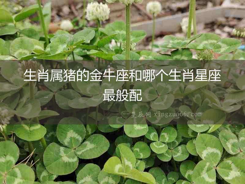 生肖屬豬的金牛座和哪個(gè)生肖星座最般配