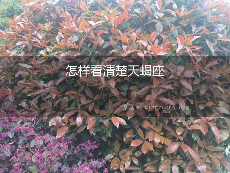 怎樣看清楚天蝎座