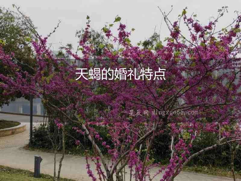天蝎的婚禮特點