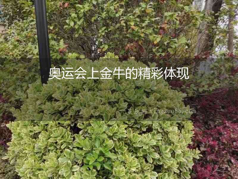 奧運會上金牛的精彩體現