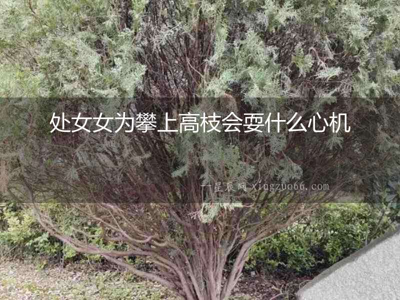 處女女為攀上高枝會耍什么心機