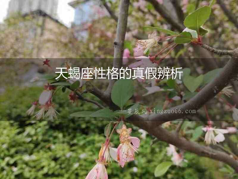 天蝎座性格的真假辨析
