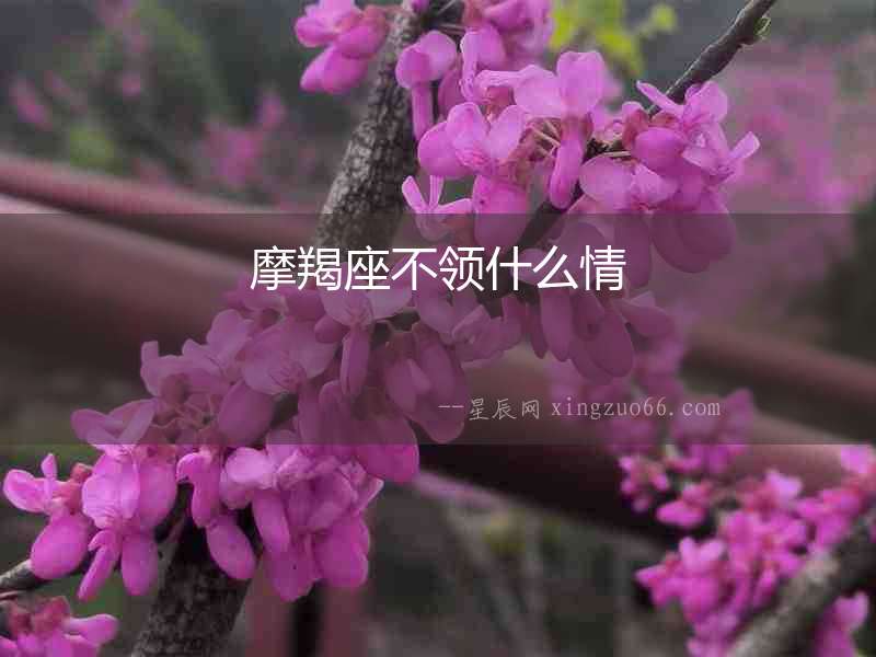 摩羯座不領什么情