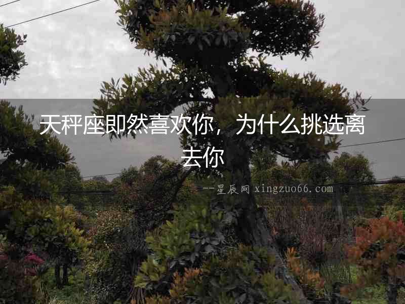 天秤座即然喜歡你，為什么挑選離去你