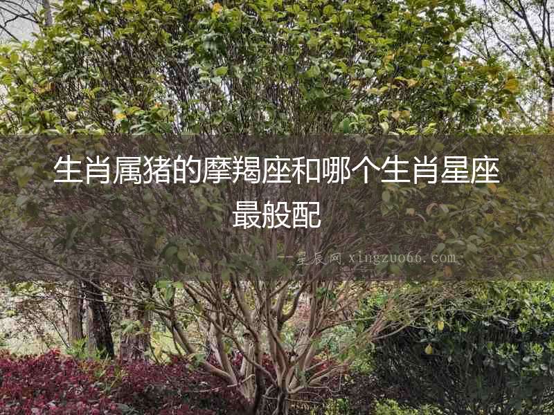 生肖屬豬的摩羯座和哪個生肖星座最般配