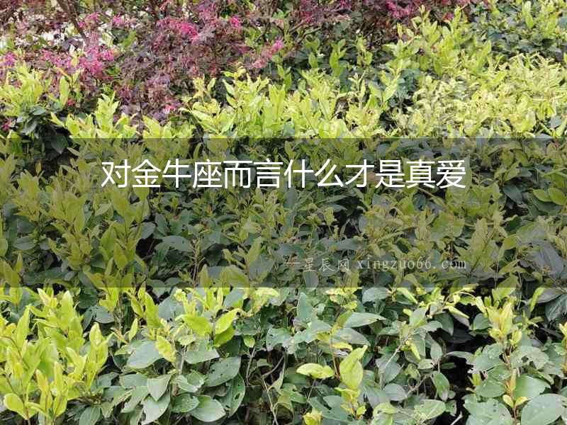 對金牛座而言什么才是真愛