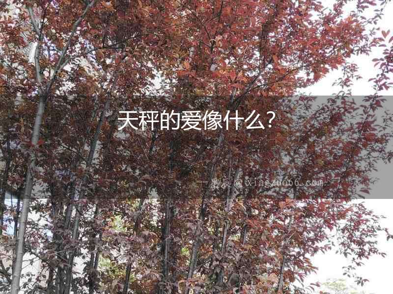天秤的愛像什么？