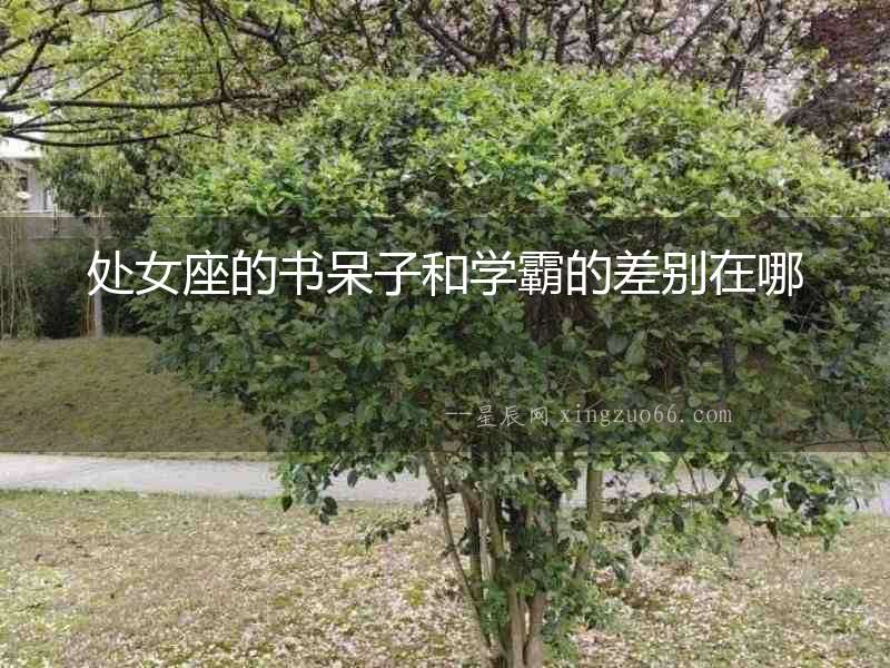 處女座的書呆子和學(xué)霸的差別在哪