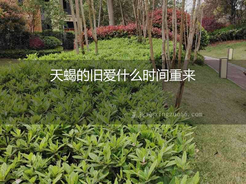 天蝎的舊愛什么時間重來