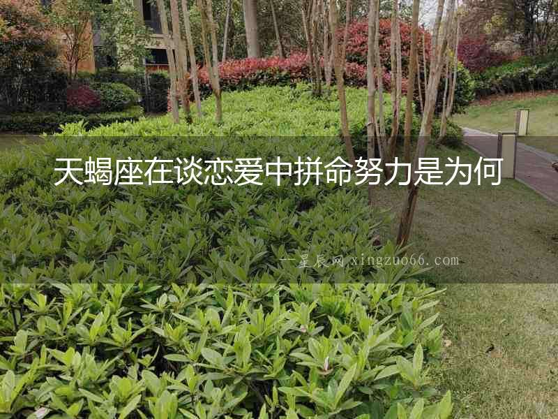 天蝎座在談戀愛(ài)中拼命努力是為何