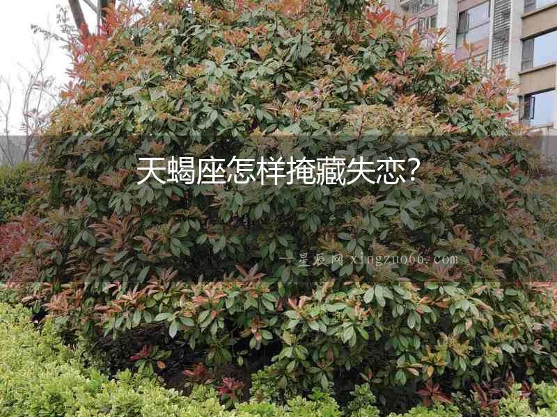 天蝎座怎樣掩藏失戀？