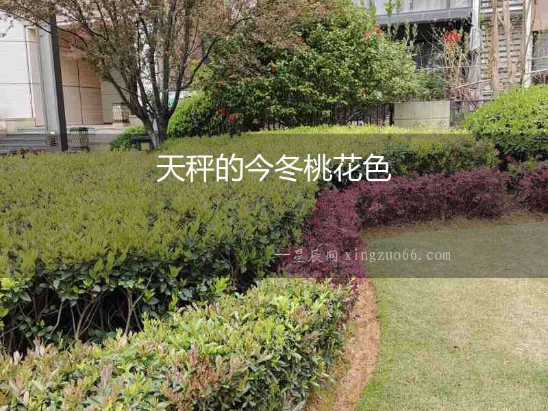 天秤的今冬桃花色