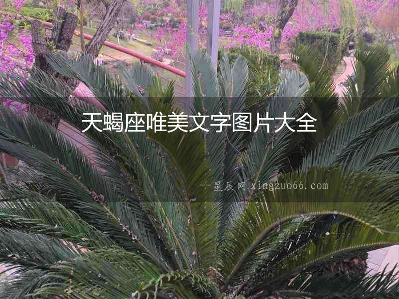 天蝎座唯美文字圖片大全