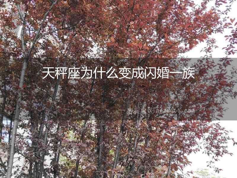 天秤座為什么變成閃婚一族
