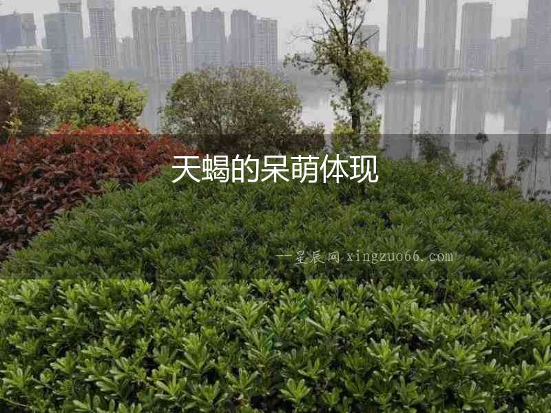 天蝎的呆萌體現