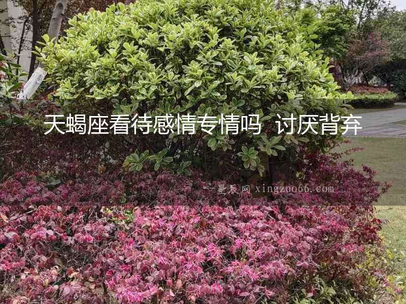 天蝎座看待感情專情嗎  討厭背棄
