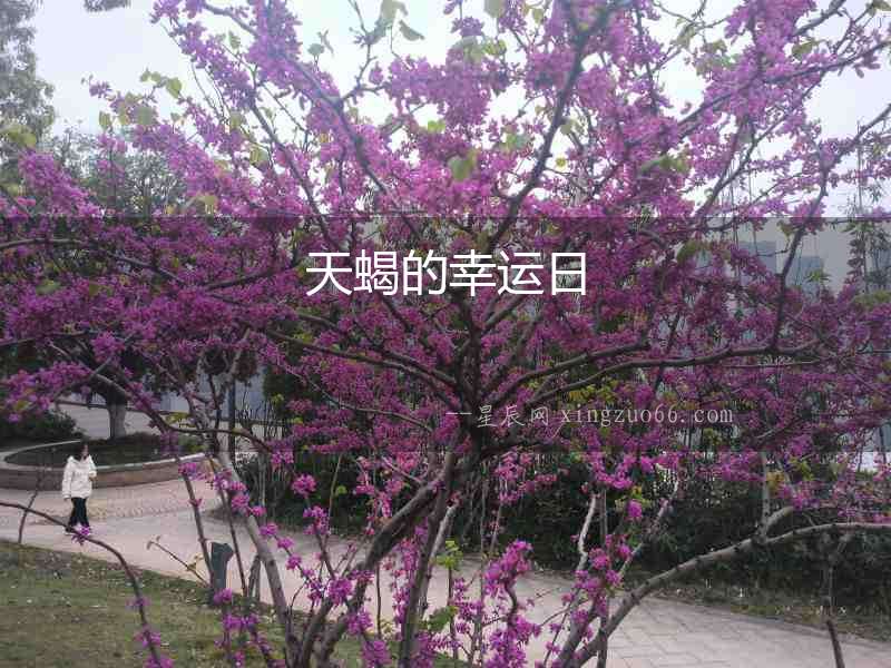 天蝎的幸運日