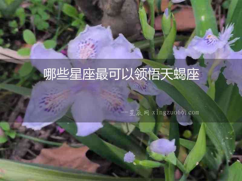 哪些星座最可以領悟天蝎座