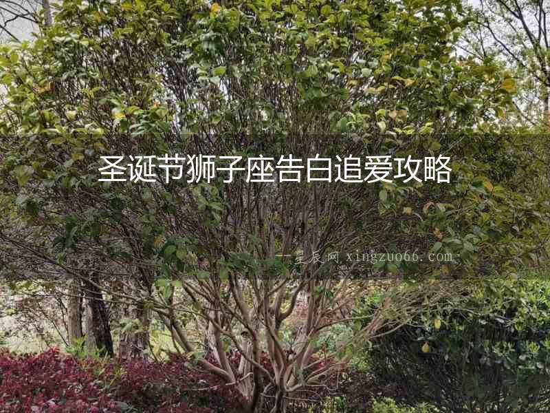 圣誕節獅子座告白追愛攻略