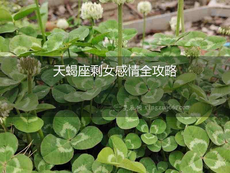 天蝎座剩女感情全攻略