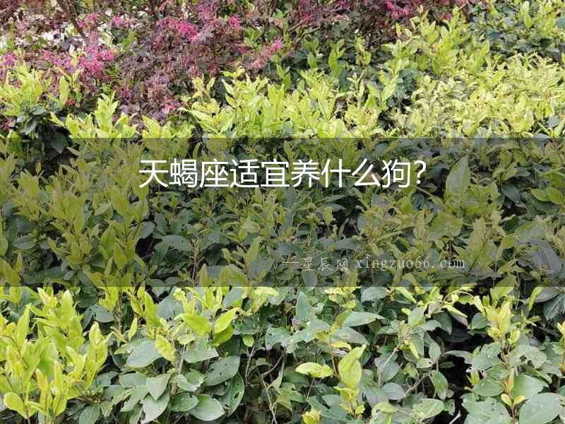 天蝎座適宜養什么狗？