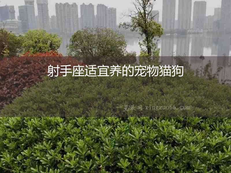 射手座適宜養的寵物貓狗