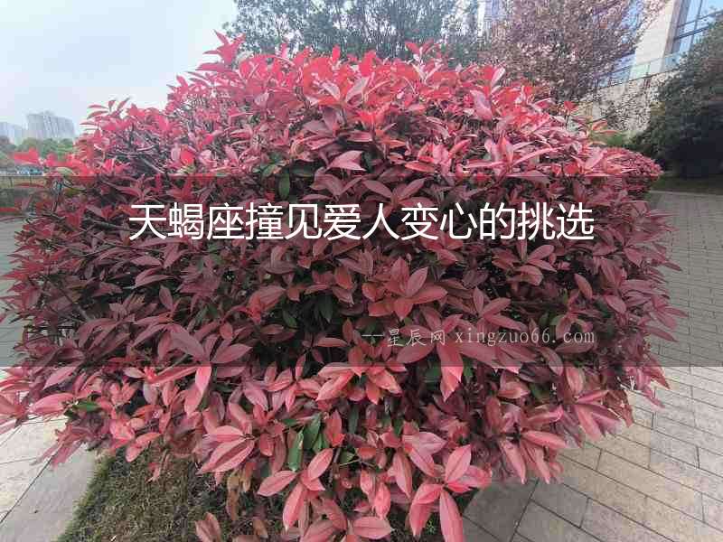 天蝎座撞見愛人變心的挑選