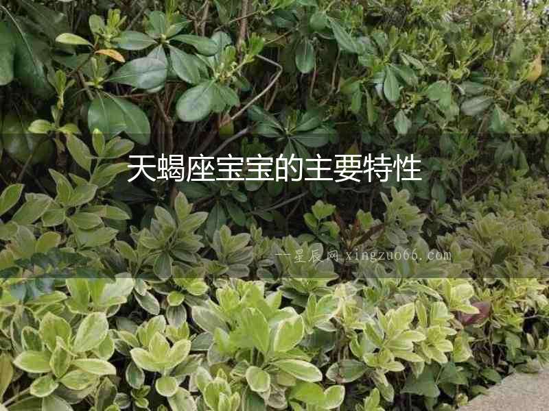 天蝎座寶寶的主要特性