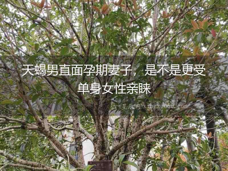 天蝎男直面孕期妻子，是不是更受單身女性親睞