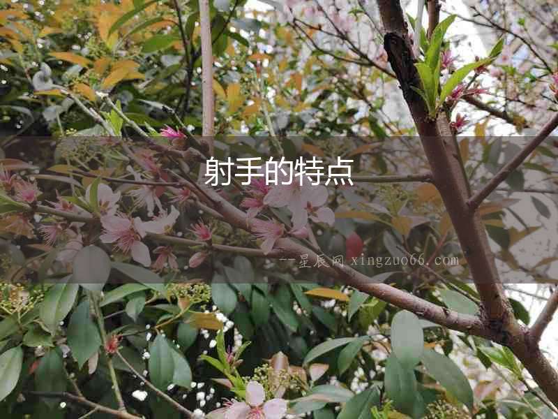 射手的特點