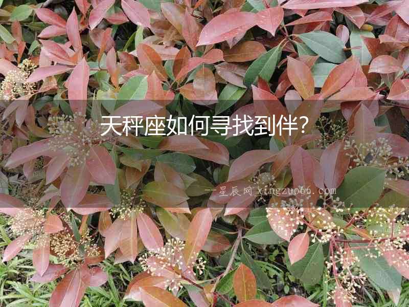 天秤座如何尋找到伴？