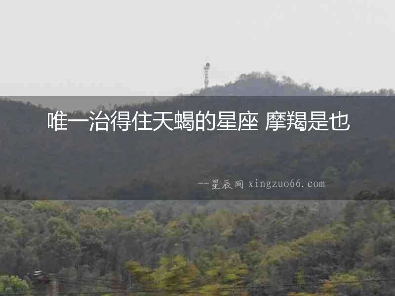 唯一治得住天蝎的星座 摩羯是也
