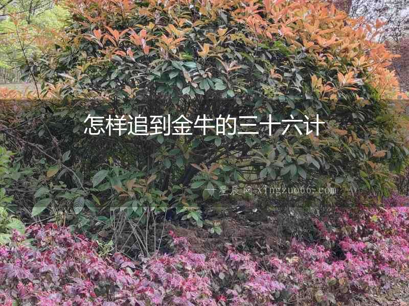 怎樣追到金牛的三十六計