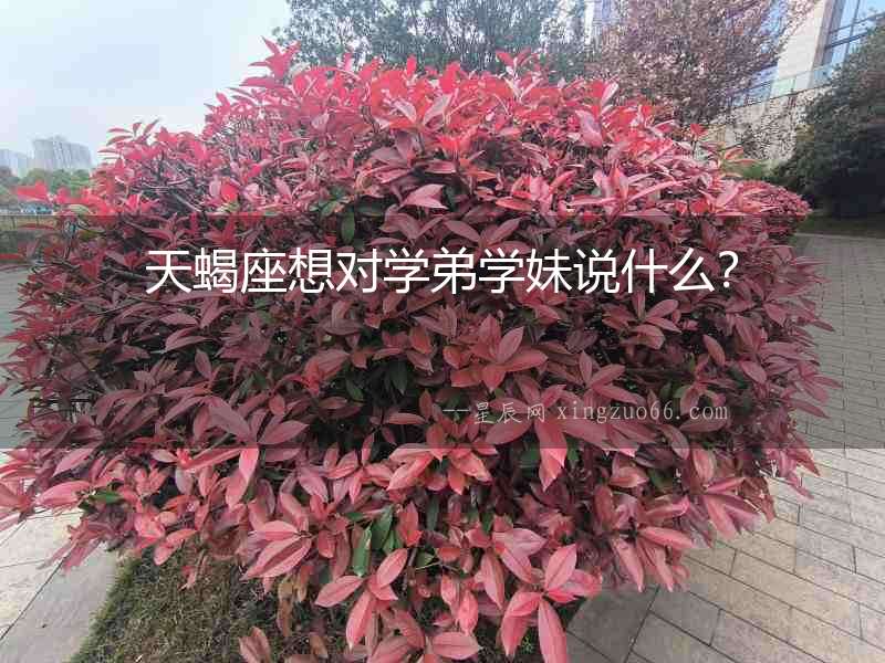 天蝎座想對學弟學妹說什么？