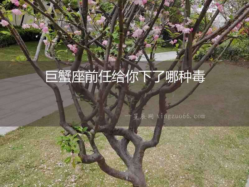 巨蟹座前任給你下了哪種毒